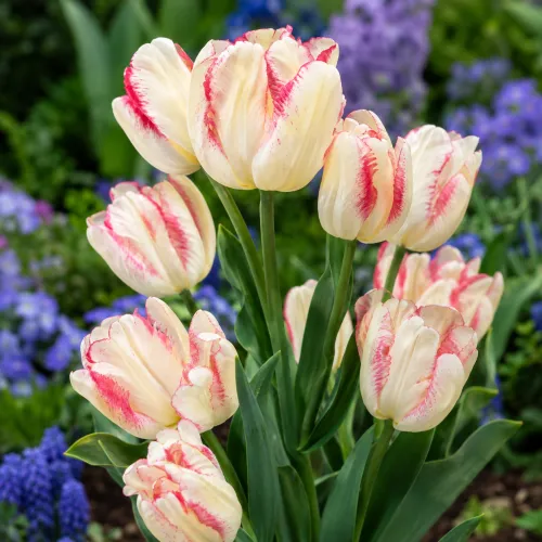 Tulipán Toucan – krémovo-ružový viackvetý