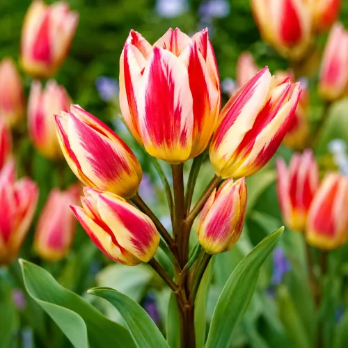 Tulipán Tricolette – trojfarebný viackvetý