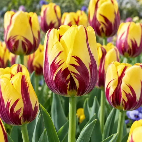 Tulipán Twister – žlto-fialový triumph
