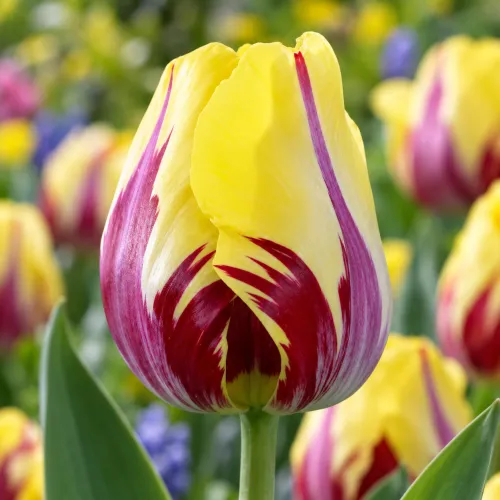 Tulipán Twister – žlto-fialový triumph