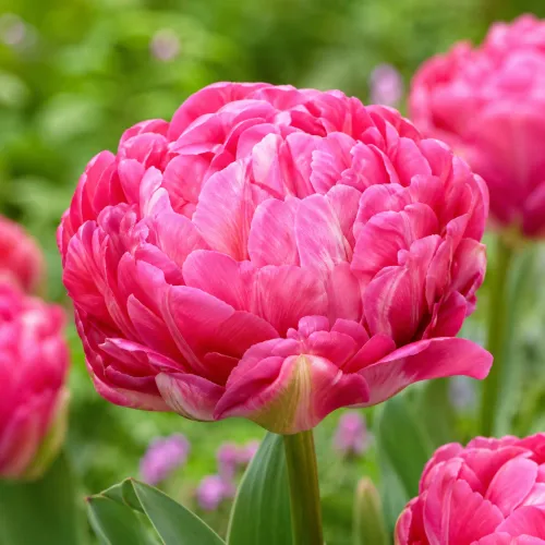Tulipán Up Pink – ružový plnokvetý tulipán