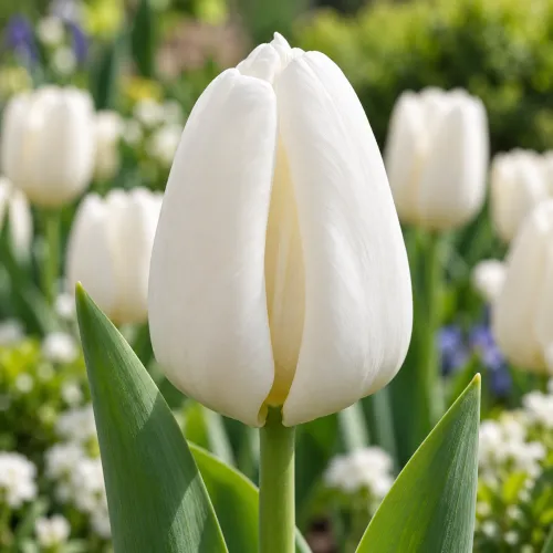Tulipán Update – biely triumph