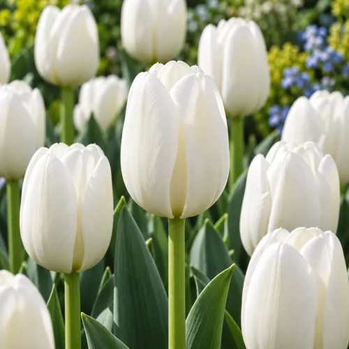 Tulipán Update – biely triumph