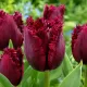 Tulipán Valery Georgiev – bordový strapkatý tulipán