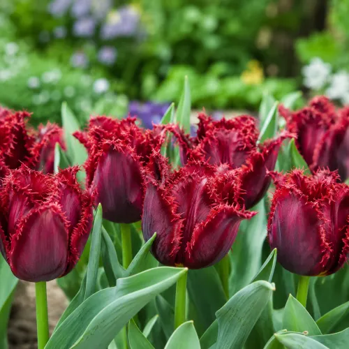 Tulipán Valery Georgiev – bordový strapkatý tulipán