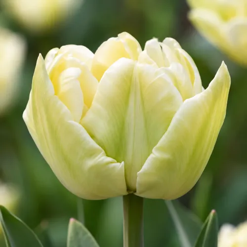 Tulipán Verona – svetložltý plnokvetý tulipán