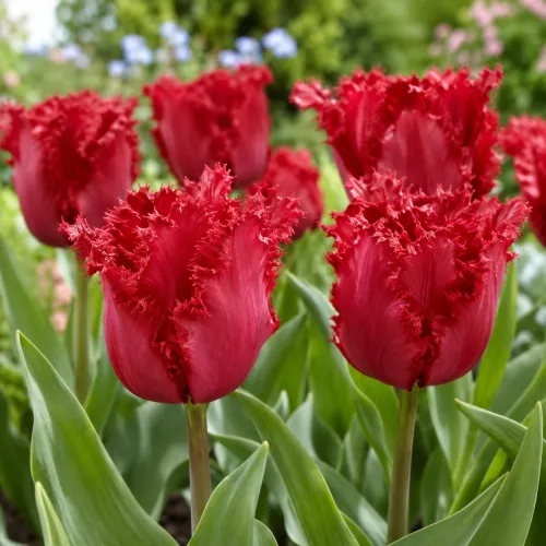 Tulipán Versace – červený strapkatý tulipán Tulipán Versace – červený strapkatý tulipán