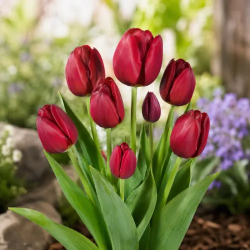 Tulipán Wallflower – bordový viackvetý
