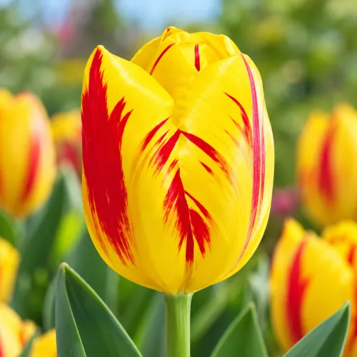 Tulipán Washington – žlto-červený triumph