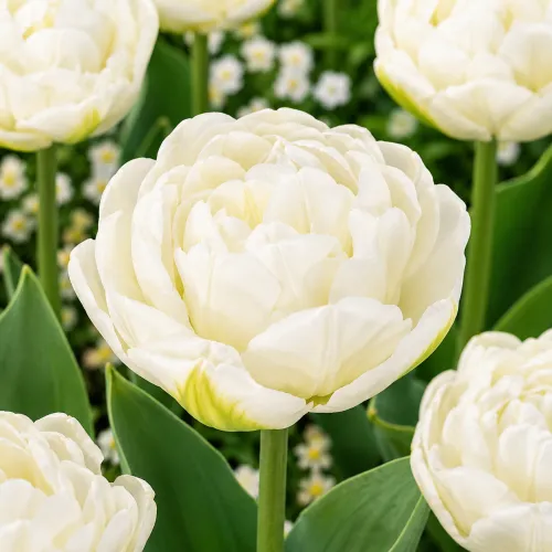 Tulipán White Heart – biely plnokvetý tulipán