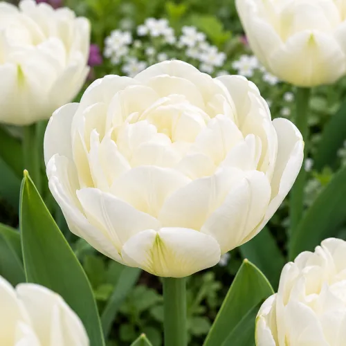 Tulipán White Heart – biely plnokvetý tulipán
