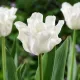 Tulipán White Liberstar – biely korunkový tulipán Crown