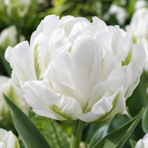 Tulipán White Rebel – biely viackvetý