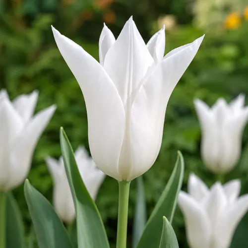 Tulipán White Triumphator – biely ľaliokvetý