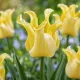 Tulipán Yellow Crown – žltý korunkový tulipán Crown