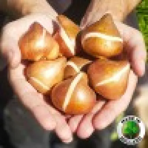 Tulipan Super Parrot 