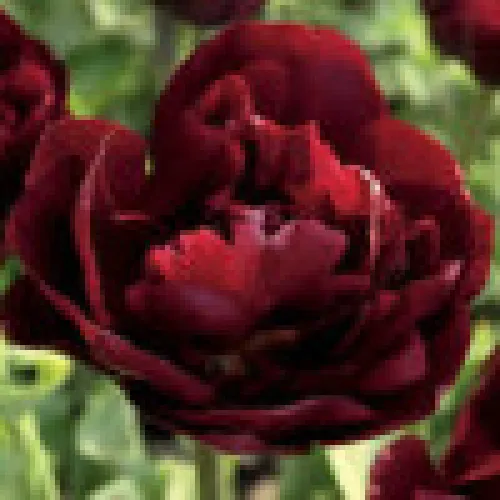 Tulipan Uncle Tom