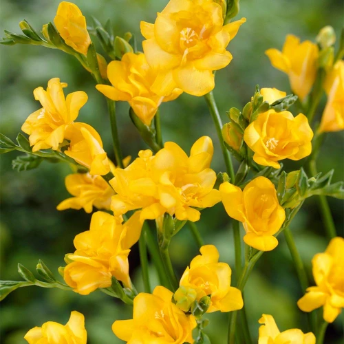 Freesia double Yellow  