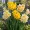 Viackveté narcisy