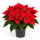 Vianočná ruža 'Christ Universe' – červená poinsettia