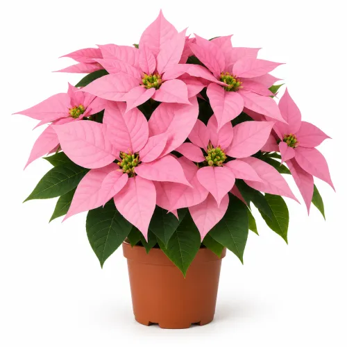 Vianočná ruža 'Princ Pink' – ružová poinsettia Vianočná ruža 'Princ Pink' – ružová poinsettia