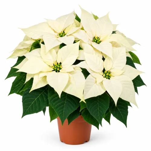 Vianočná ruža 'Princ White' – biela poinsettia, Ø11 cm Vianočná ruža 'Princ White' – biela poinsettia, Ø11 cm