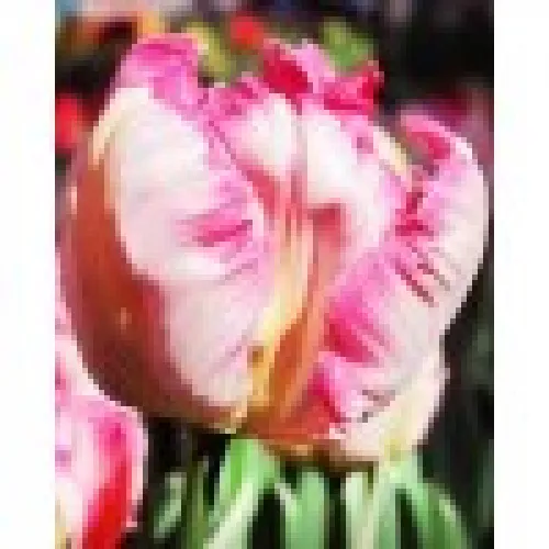 Tulipan Weber's parrot 