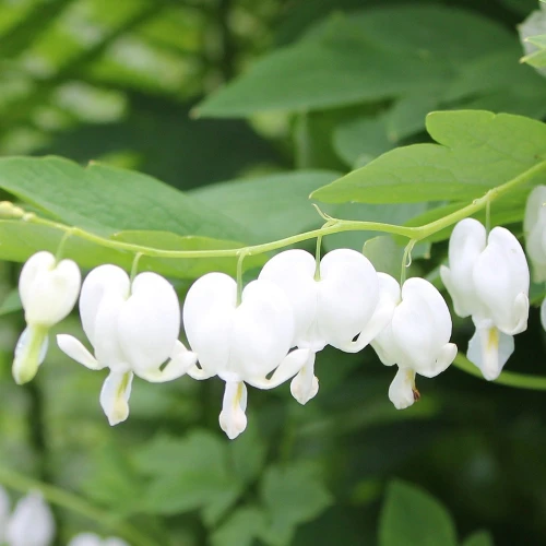 Spectabilis Alba
