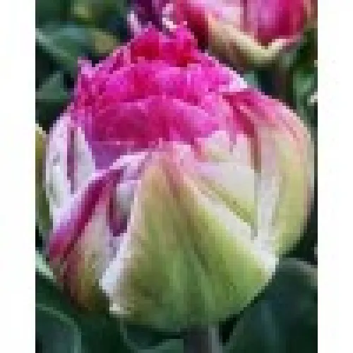 Tulipan Wicked Pink