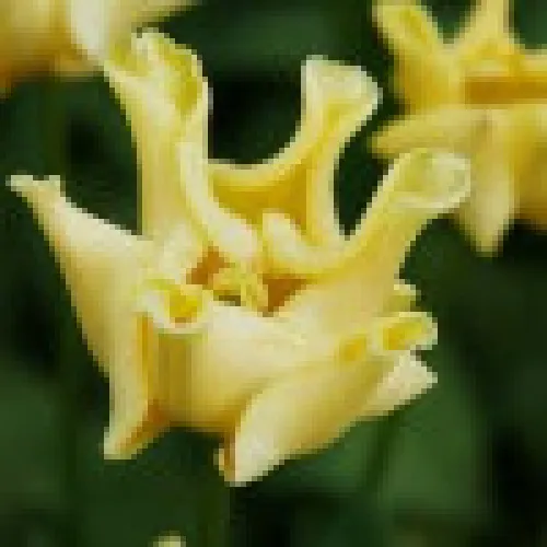 Tulip Yellow crown 