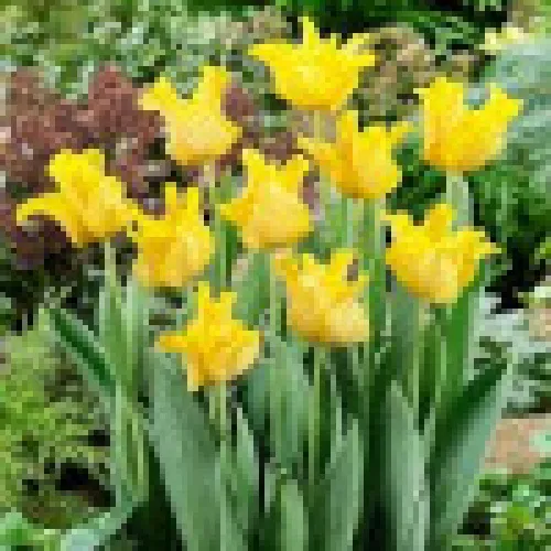 Tulip Yellow crown 