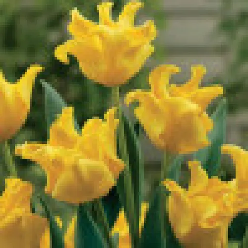 Tulip Yellow crown 