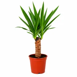 Yucca elephantipes (Juka) Ø12 cm / výška 45 cm