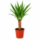 Yucca elephantipes (Juka) Ø12 cm / výška 45 cm