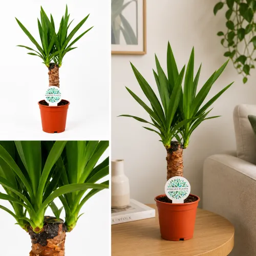 Yucca elephantipes (Juka) Ø12 cm / výška 45 cm
