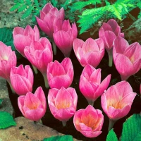 Krokus Jesenny/ Crocus Autumn Flowering