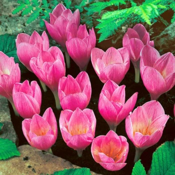 Krokus Jesenny/ Crocus Autumn Flowering