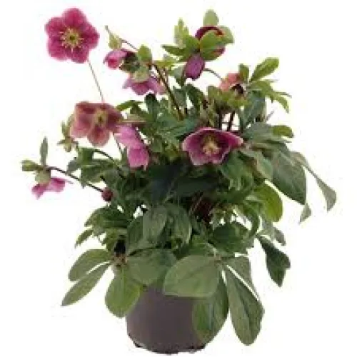 Čemeica / Helleborus ViV „Victoria“ 40 cm