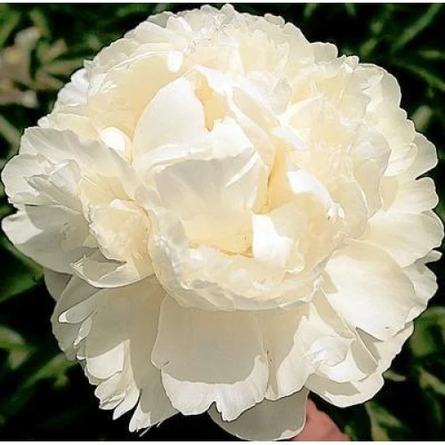 Paeonia White 