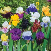 Iris/Kosatec