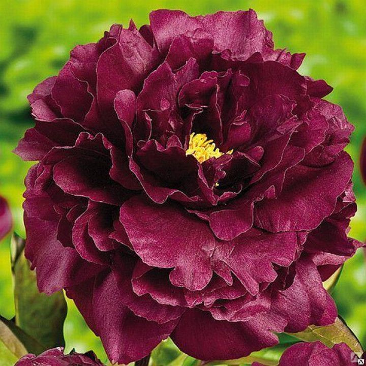 Black Beauty